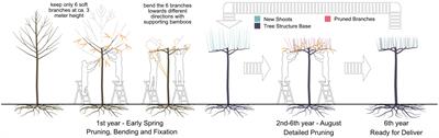 Predicting resprouting of Platanus × hispanica following branch pruning by means of machine learning